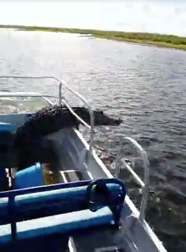 Đang mải chụp ảnh thì cá sấu nhảy xồ lên thuyền, du khách sợ hãi bỏ của chạy lấy người - Ảnh 3.