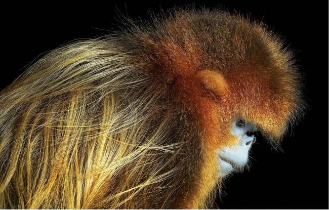 Động lòng ánh mắt trong bộ ảnh các loài động vật có nguy cơ tuyệt chủng - Ảnh 4.