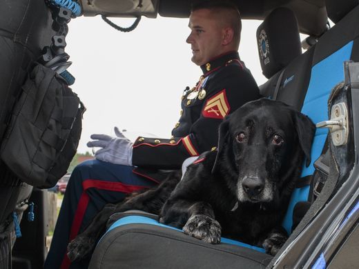 Giây phút chia tay nghẹn ngào nước mắt với chú chó hải quân mắc bệnh ung thư xương - Ảnh 5.