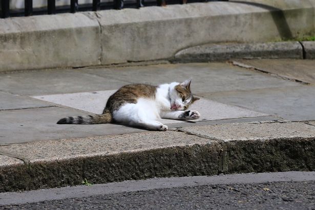 Chú mèo quốc dân Larry trong dinh Thủ tướng Anh sắp tuột mất vị trí trùm săn chuột đường Whitehall - Ảnh 2.