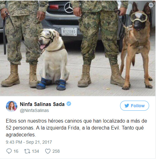 Cô chó được Tổng thống Mexico vinh danh sau khi cứu sống 52 người trong trận động đất khủng khiếp - Ảnh 5.