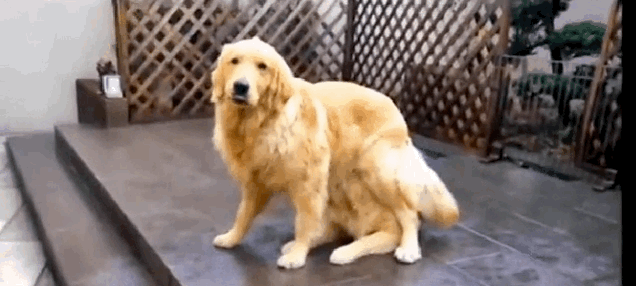 16 lý do khiến ai cũng thích mê những chú chó Golden Retriever - Ảnh 9.