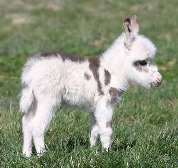 19 em bé dễ thương nhất trong thế giới động vật