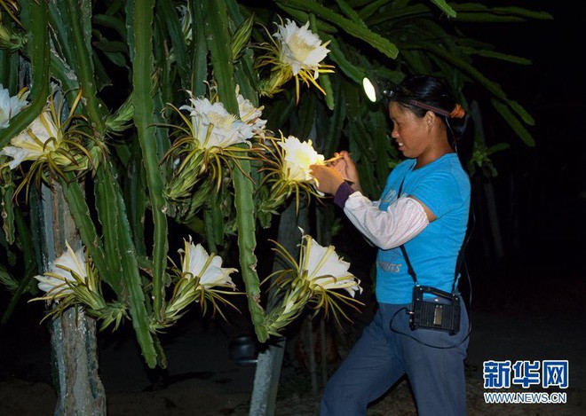  Lo&agrave;i c&acirc;y n&agrave;y ai nghe t&ecirc;n cũng biết nhưng kh&ocirc;ng ngờ rằng hoa của n&oacute; ph&aacute;t s&aacute;ng đẹp như cổ t&iacute;ch vậy - Ảnh 5.