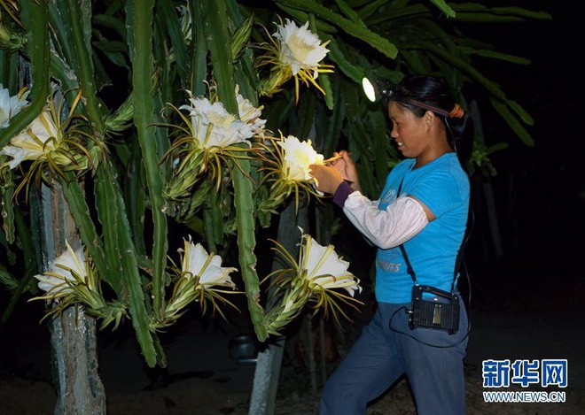  Loài cây này ai nghe tên cũng biết nhưng không ngờ rằng hoa của nó phát sáng đẹp như cổ tích vậy - Ảnh 5.