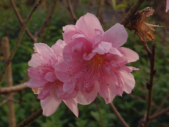  Đột nhập vườn đào Nhật Tân, ngắm hoa đào nở sớm, đẹp lung linh dưới nắng đông dù Tết còn 2 tháng - Ảnh 5.