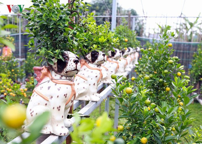 Ảnh: Độc đáo quất bonsai trồng trên lưng những chú chó đốm - Ảnh 5.