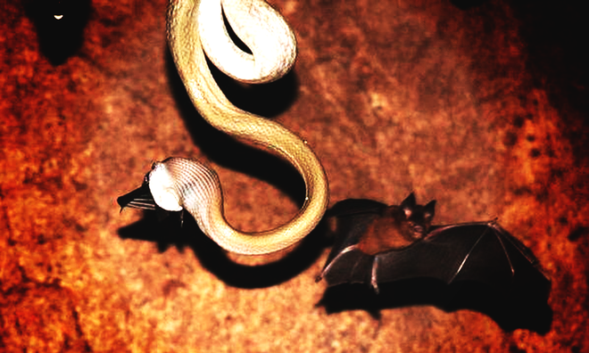 Thâm nhập hang sâu đáng sợ bậc nhất thế giới: Cơn ác mộng thực sự của người sợ rắn - Ảnh 5.