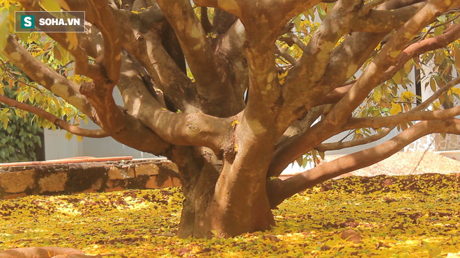 Cận cảnh c&acirc;y mai được trả gi&aacute; 2 tỷ ở Đồng Nai - Ảnh 6.