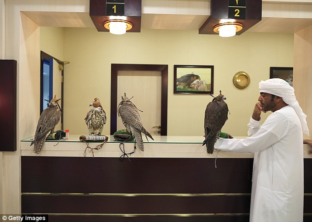 Không chỉ được đi máy bay, chim ưng của các đại gia Ả Rập còn được hưởng dịch vụ sang chảnh này - Ảnh 2.