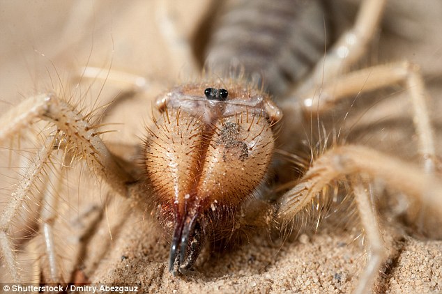 Tìm thấy con nhện khổng lồ 10 chân biết săn mồi như bọ cạp - Ảnh 1.