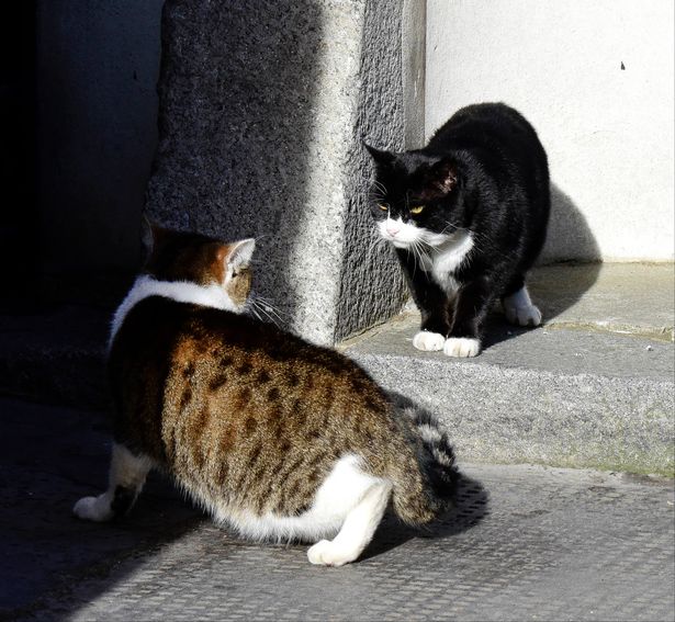 Chú mèo quốc dân Larry trong dinh Thủ tướng Anh sắp tuột mất vị trí trùm săn chuột đường Whitehall - Ảnh 3.