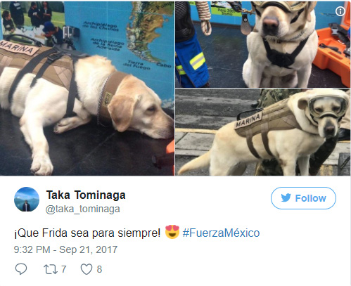 Cô chó được Tổng thống Mexico vinh danh sau khi cứu sống 52 người trong trận động đất khủng khiếp - Ảnh 6.