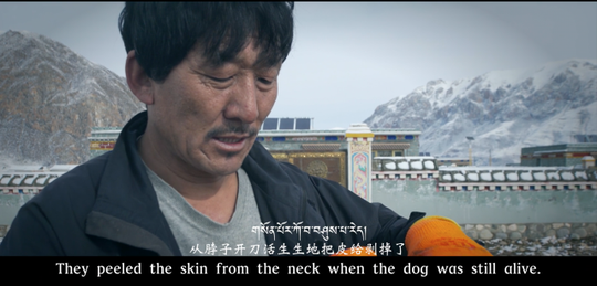 Thảm cảnh của chó ngao Tây Tạng - Ảnh 6.