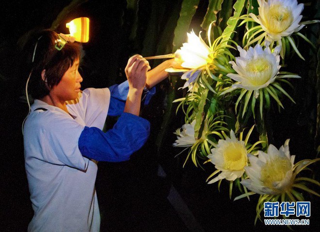  Lo&agrave;i c&acirc;y n&agrave;y ai nghe t&ecirc;n cũng biết nhưng kh&ocirc;ng ngờ rằng hoa của n&oacute; ph&aacute;t s&aacute;ng đẹp như cổ t&iacute;ch vậy - Ảnh 6.