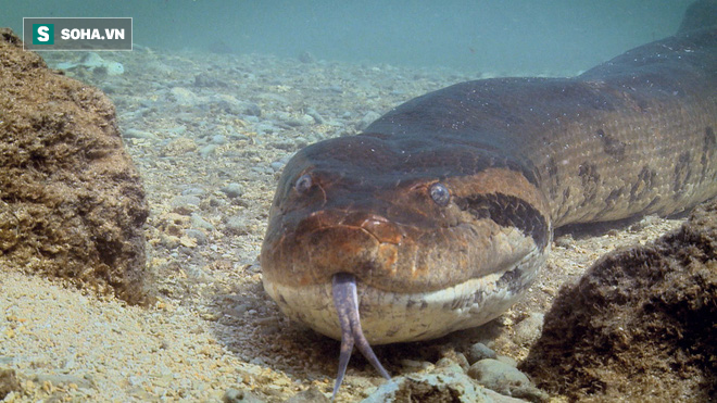  Video: Cận cảnh quái thú khổng lồ Anaconda truy sát cá sấu đến tận cùng - Ảnh 6.