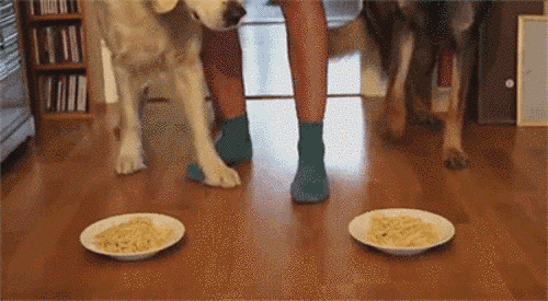 16 lý do khiến ai cũng thích mê những chú chó Golden Retriever - Ảnh 15.