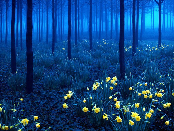 Ngắm 15 khu rừng sở hữu vẻ đẹp đầy ma mị như trong truyện cổ tích - Ảnh 11.
