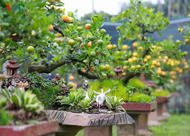 Ảnh: Độc đ&aacute;o quất bonsai trồng tr&ecirc;n lưng những ch&uacute; ch&oacute; đốm - Ảnh 7.