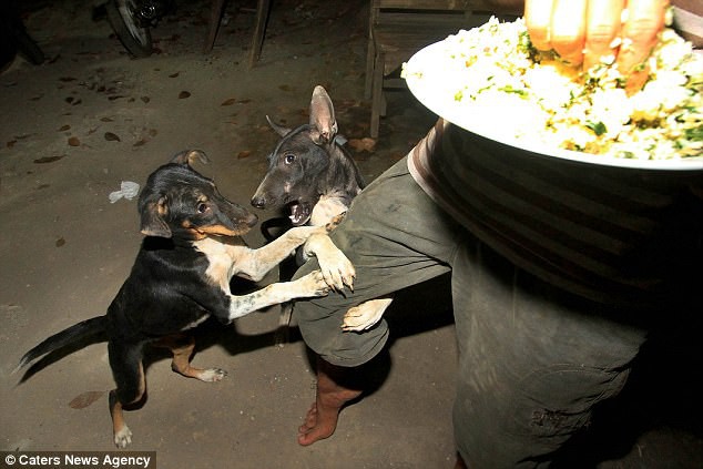 Hình ảnh rùng rợn trong những trang trại thịt chó: Nỗi đau của những chú chó phải chứng kiến cái chết của đồng loại - Ảnh 7.
