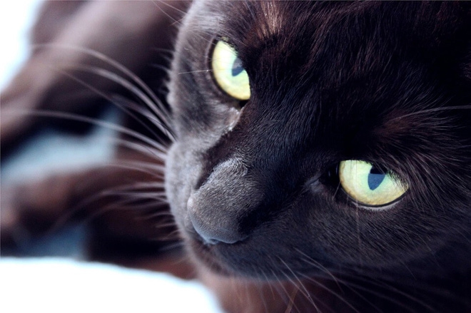  Những điều kỳ quái của lễ hội Halloween 31/10: Vì sao mèo đen bị cấm nhận nuôi dịp này? - Ảnh 8.