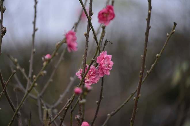  Đột nhập vườn đào Nhật Tân, ngắm hoa đào nở sớm, đẹp lung linh dưới nắng đông dù Tết còn 2 tháng - Ảnh 8.