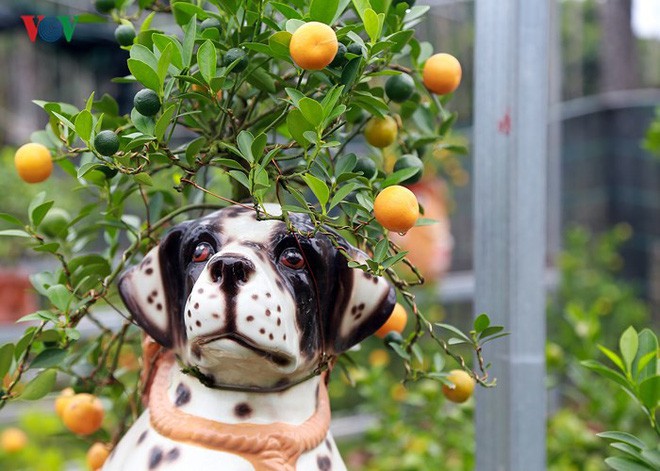 Ảnh: Độc đáo quất bonsai trồng trên lưng những chú chó đốm - Ảnh 8.