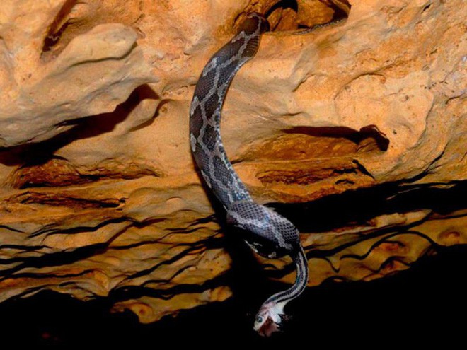 Thâm nhập hang sâu đáng sợ bậc nhất thế giới: Cơn ác mộng thực sự của người sợ rắn - Ảnh 8.