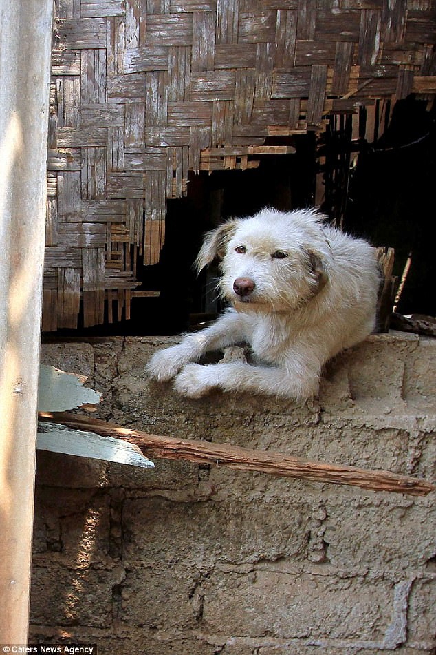 Hình ảnh rùng rợn trong những trang trại thịt chó: Nỗi đau của những chú chó phải chứng kiến cái chết của đồng loại - Ảnh 8.