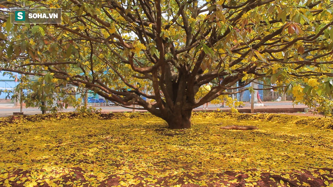 Cận cảnh c&acirc;y mai được trả gi&aacute; 2 tỷ ở Đồng Nai - Ảnh 9.