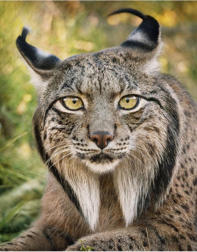 Động lòng ánh mắt trong bộ ảnh các loài động vật có nguy cơ tuyệt chủng - Ảnh 7.