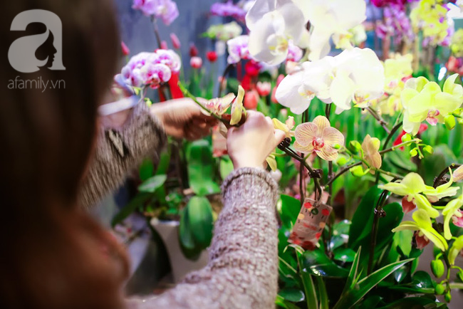 H&agrave; Nội: Chi 72 triệu để mua hoa tươi nhập khẩu đủ ti&ecirc;u ch&iacute; độc v&agrave; đẹp về chơi Tết - Ảnh 10.