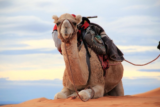 Chết là bất hợp pháp ở thị trấn Na Uy, Ả Rập Saudi phải nhập khẩu lạc đà... và 8 sự thật ít người biết - Ảnh 15.