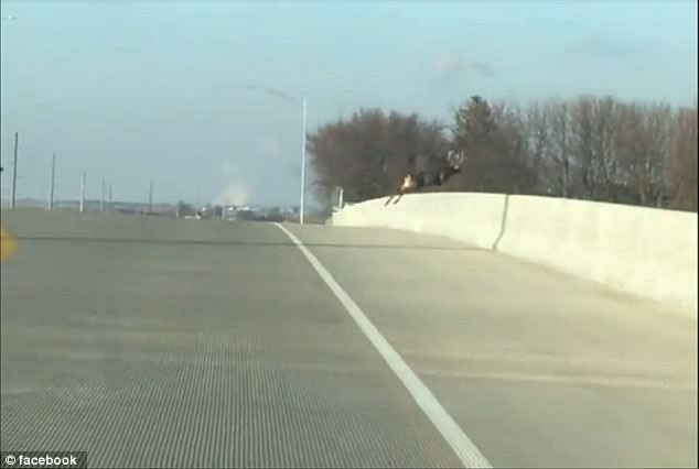 Clip: Đàn hươu băng qua đường, nhảy xuống cầu vượt tự tử trước sự ngỡ ngàng của lái xe - Ảnh 4.