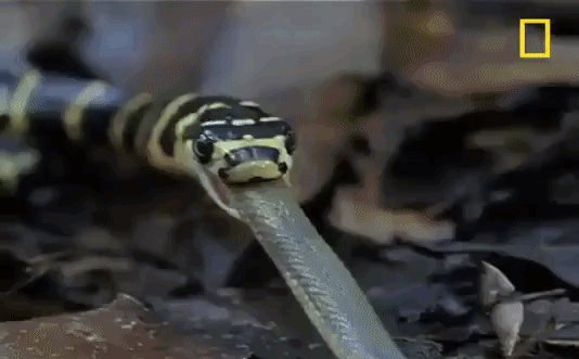 Đi kiếm ăn gặp đ&uacute;ng nh&agrave; vua, rắn nước chết tức tưởi trong... bụng kẻ th&ugrave; - Ảnh 1.