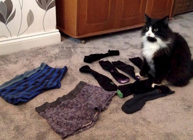 Chú mèo biến thái có sở thích ăn cắp đồ lót nhà hàng xóm - Ảnh 2.