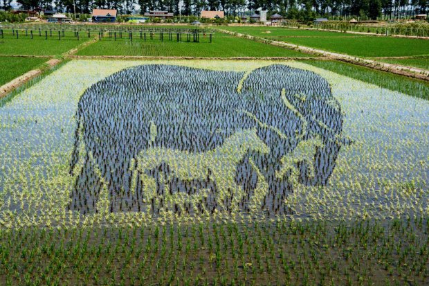 Những bức tranh 3D tuyệt đẹp được vẽ trên đồng lúa của nông dân Trung Quốc - Ảnh 1.