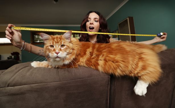 Hãy xem hình ảnh con mèo lớn nhất thế giới với chiều dài lên đến hơn 1 mét và cân nặng cả trăm kg. Chúng quả thật là khổng lồ nhưng rất đáng yêu và đáng kinh ngạc.