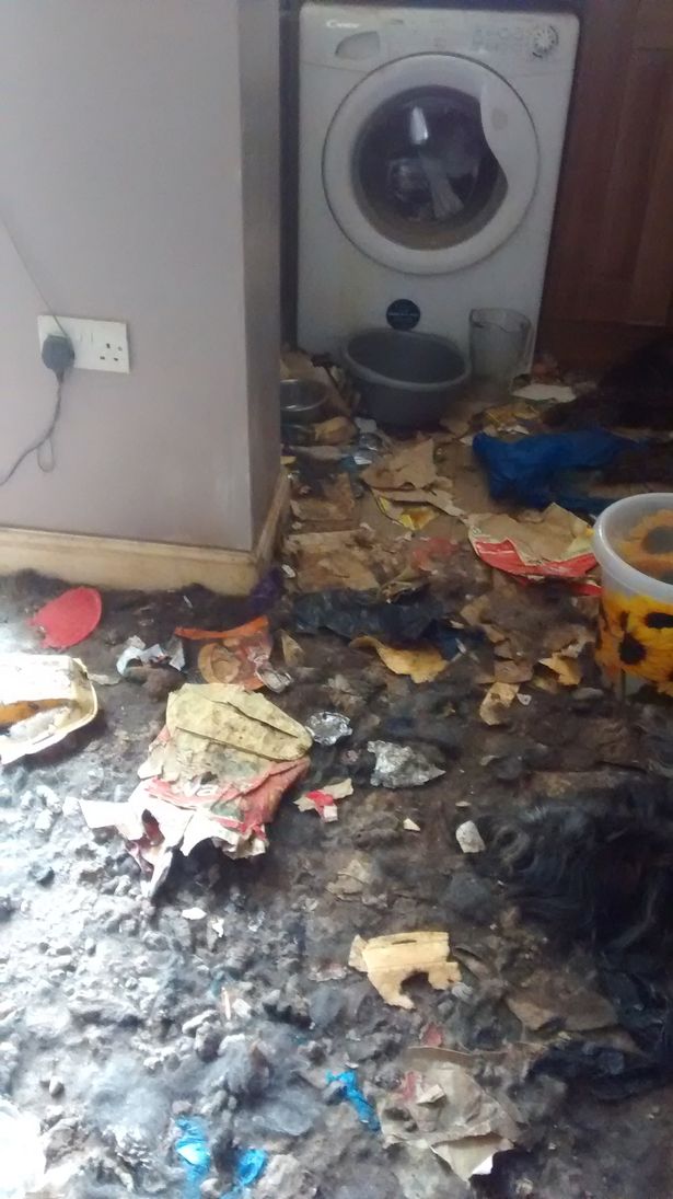Video: Khung cảnh kinh hoàng bên trong căn nhà nơi 2 chú chó bị bỏ đói tới chết - Ảnh 7.