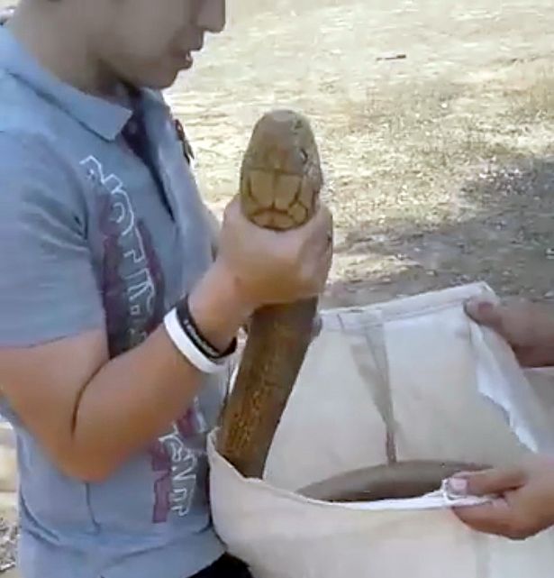 Anh ch&agrave;ng c&oacute; biệt t&agrave;i tay kh&ocirc;ng bắt rắn hổ mang khiến ai nấy đều nể phục - Ảnh 2.