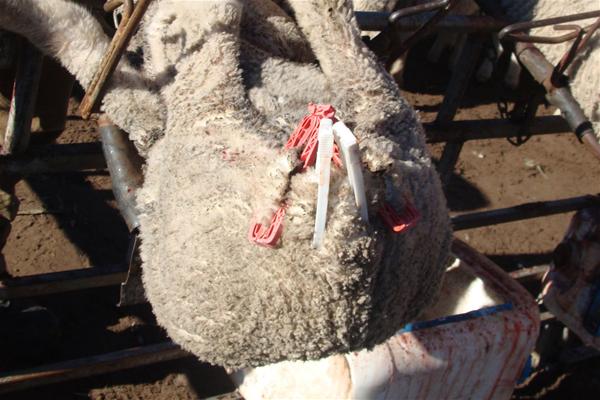 Không chỉ riêng cá sấu, nhiều con vật khác cũng phải chịu nỗi đau tận cùng cho ngành thời trang - Ảnh 5.