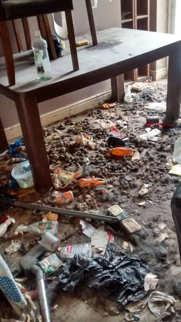 Video: Khung cảnh kinh hoàng bên trong căn nhà nơi 2 chú chó bị bỏ đói tới chết - Ảnh 3.