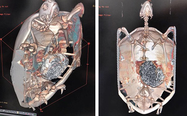 Nàng rùa nhập viện vì tắc thở, kết quả X-quang cho thấy trong bụng nó còn chứa hàng nghìn đồng xu - Ảnh 2.