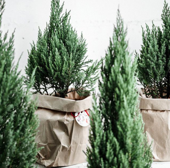 Noel năm nay, giới trẻ hai miền thi nhau mua c&acirc;y t&ugrave;ng về chăm v&agrave; chụp ảnh sống ảo - Ảnh 5.