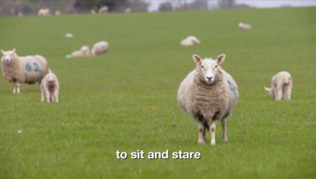 Bộ phim thảm họa thế giới: Suốt 8 tiếng chỉ chiếu cảnh cừu đi lại trên bãi cỏ - Ảnh 2.