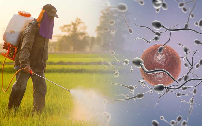 Tinh tr&ugrave;ng sẽ giảm 50% trong 40 năm: 5 giải ph&aacute;p n&ecirc;n l&agrave;m ngay nếu kh&ocirc;ng muốn tuyệt chủng - Ảnh 1.