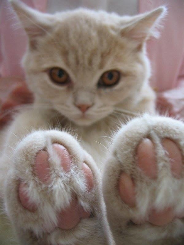 18 bức ảnh chân mèo khiến bạn không thể không yêu - Ảnh 21.