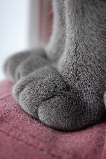 18 bức ảnh chân mèo mũm mĩm đáng yêu gần chết