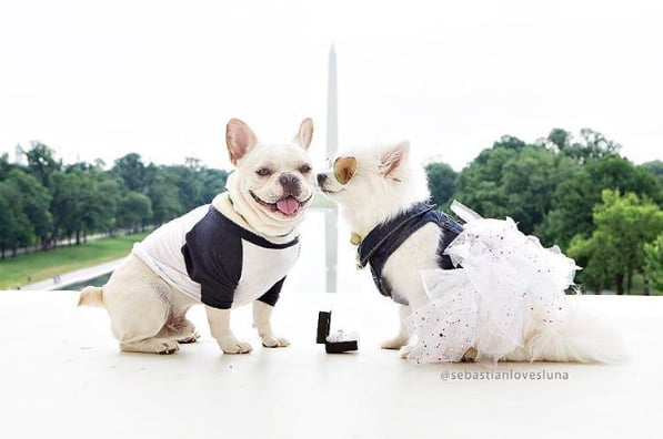 “Phát hờn” với bộ ảnh cưới siêu lãng mạn của cặp đôi cún cưng - Ảnh 1.