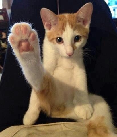 18 bức ảnh chân mèo khiến bạn không thể không yêu - Ảnh 7.